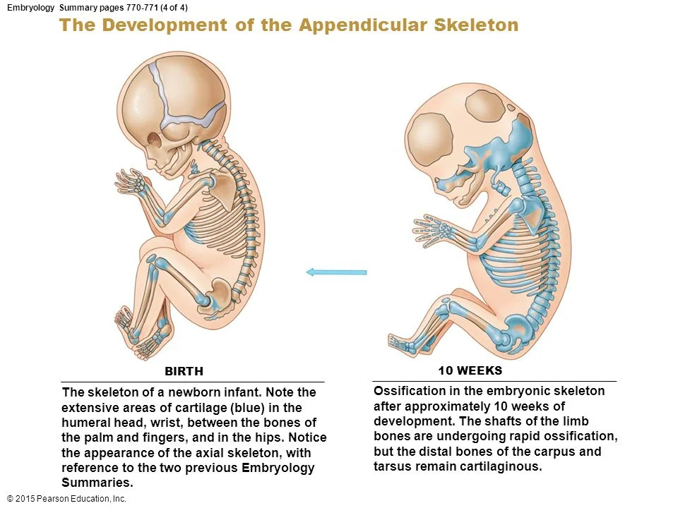 Embryology+Summary+pages+770-771+(4+of+4).jpg