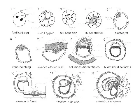 human-embryogenesis.jpg