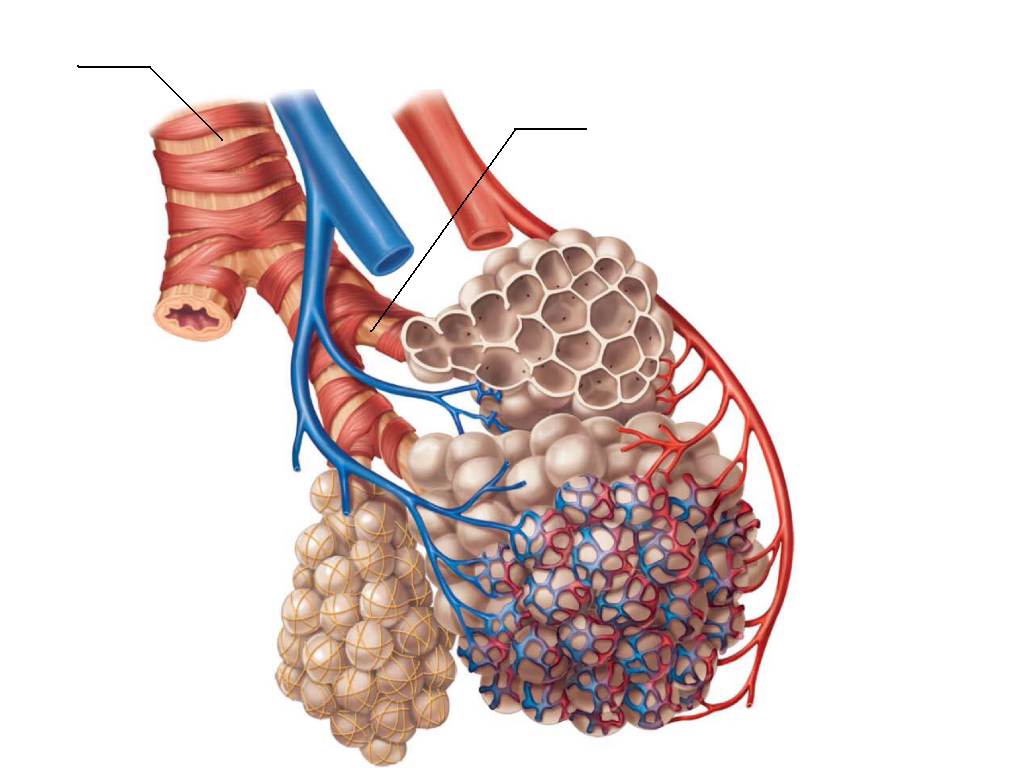 AlveolitheRespiratoryMembrane2_zps9b813ff5.png
