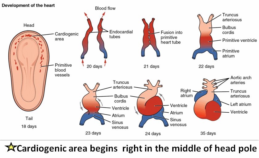 cardiac-development-embryology-of-heart.gif