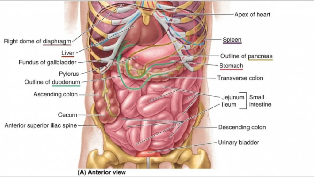 photos-of-human-anatomy-best-collection-anterior-view-rib-cage-bone-lungs-liver-stomach-intestine-appendix-bladder-skeleton-labeled-chart-1024x580.jpg