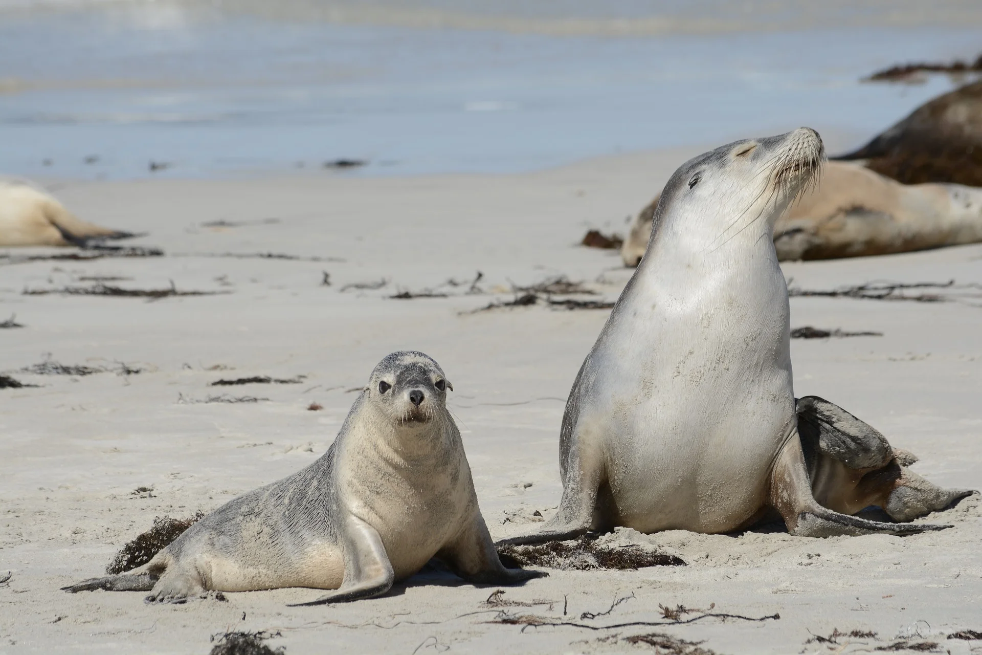 seals-2255451_1920.jpg