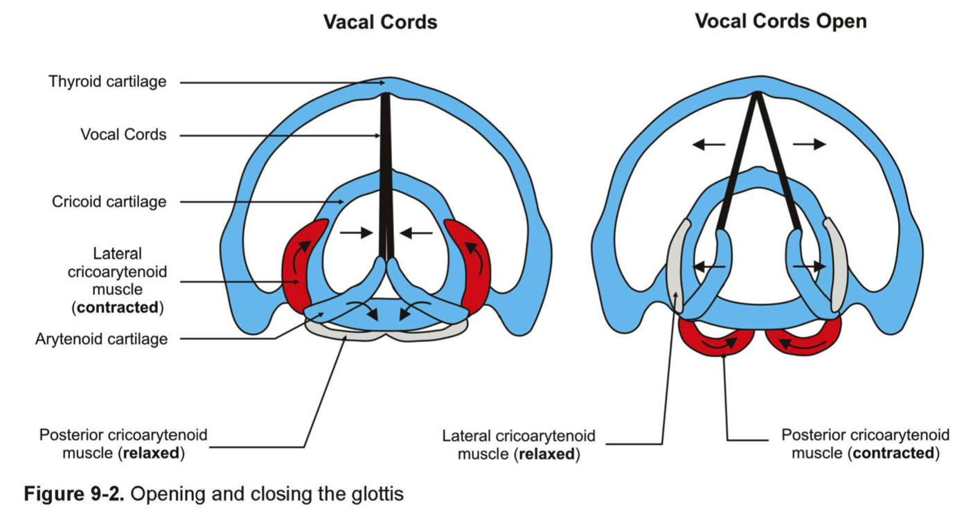 vocal_cords1353891825978.png