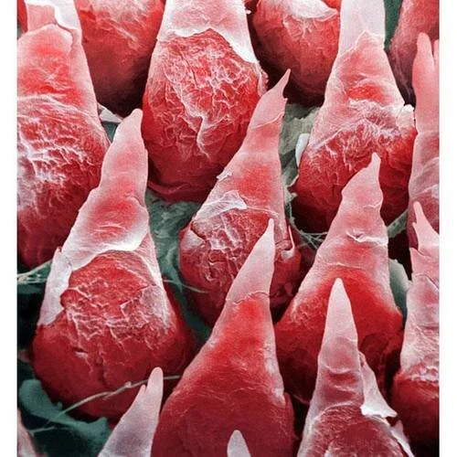 tastebuds.jpg