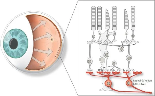 retinalganglioncells.jpg