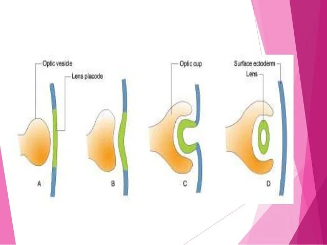 embryology-of-the-human-eye-8-638.jpg