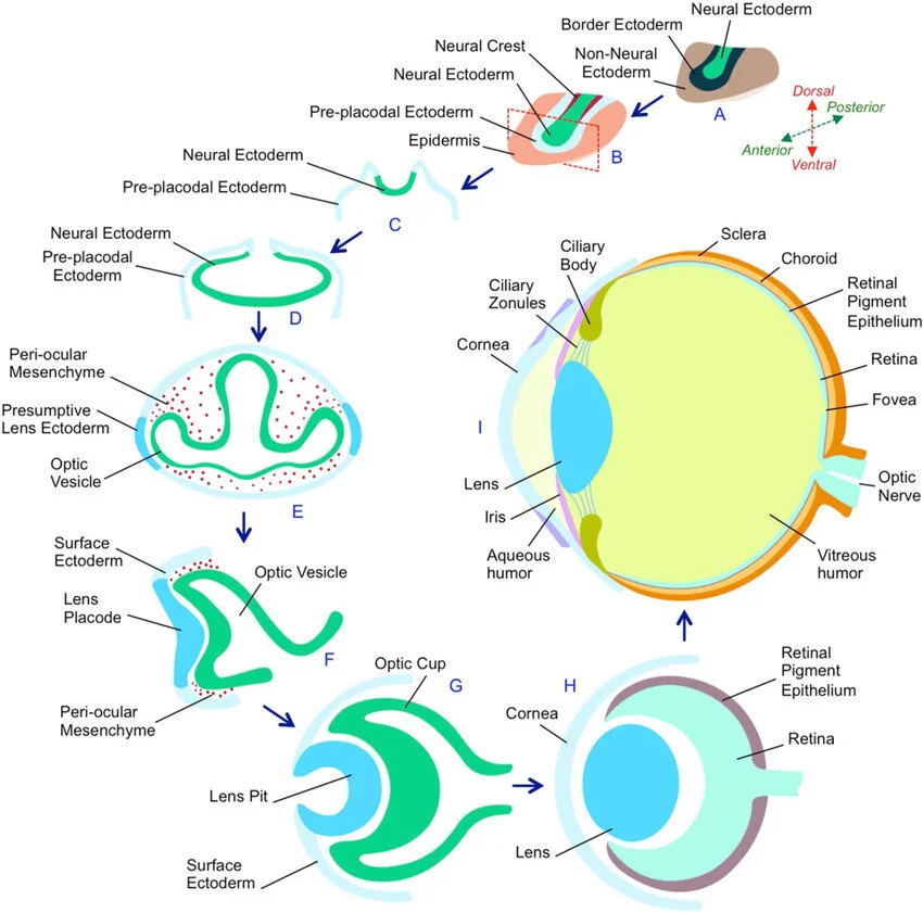 Eye-development-in-vertebrates.png