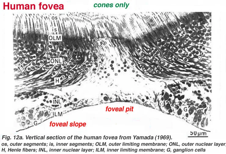hufovea.jpeg