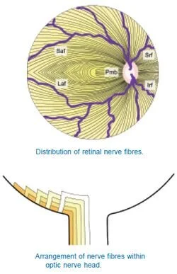 retinal-nerve-fibers-anatomy.jpg