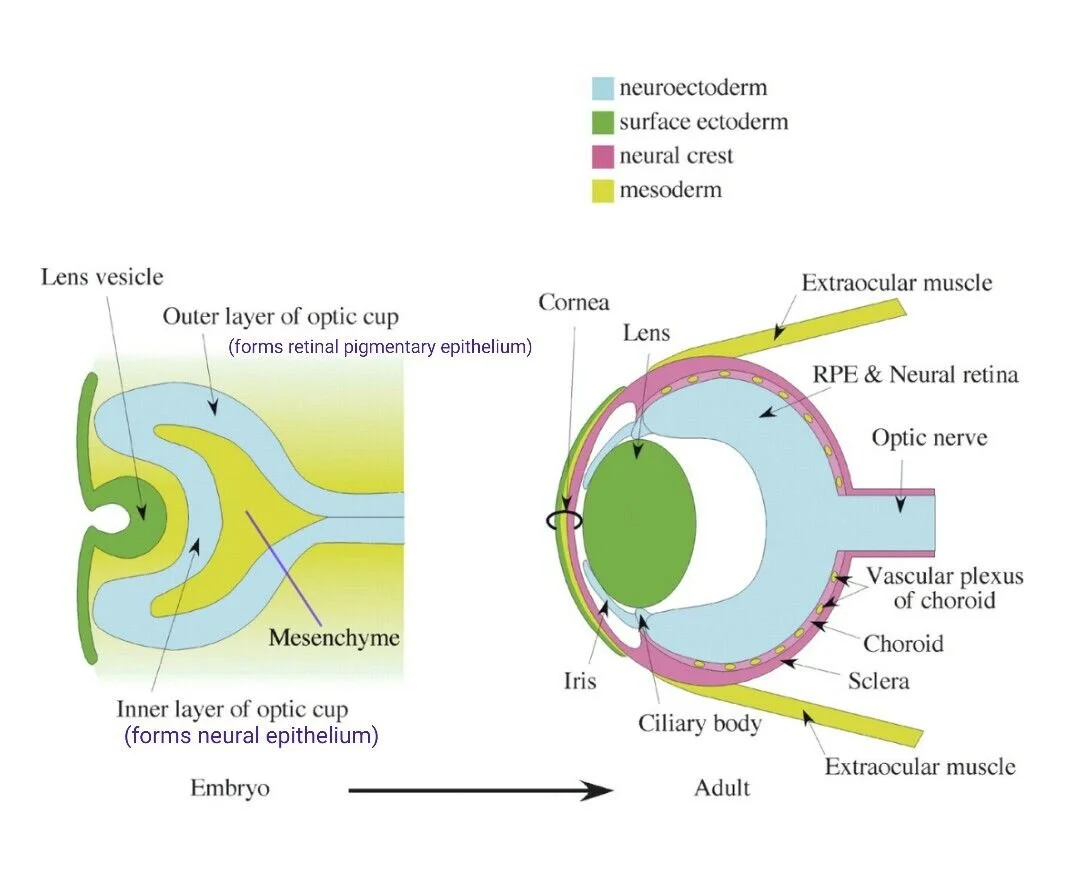 embryoeye.jpg
