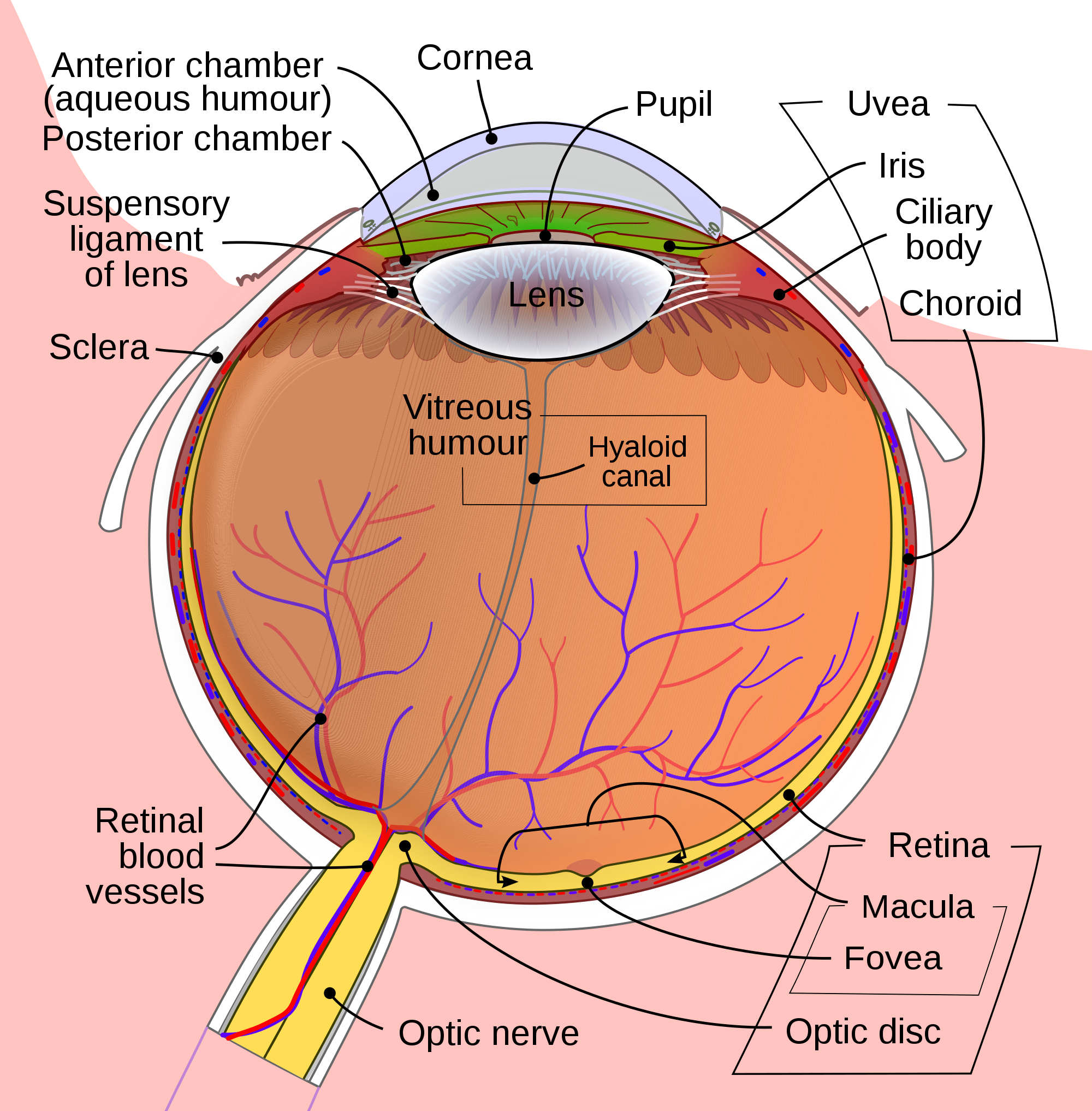 Schematic_diagram_of_the_human_Hyaloidcanal.png