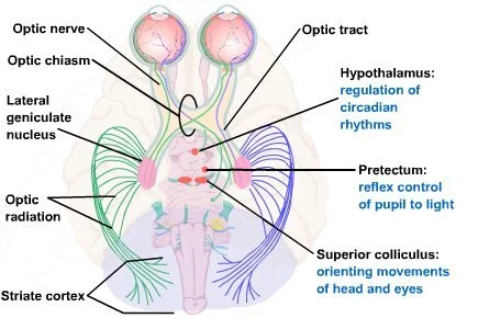 opticnervesbrain.jpg