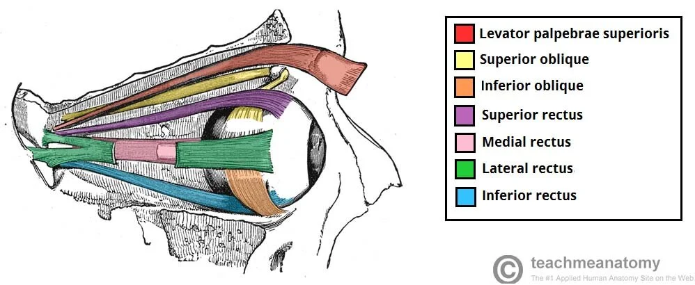 The-Extraocular-Muscles-of-the-Eye.jpg