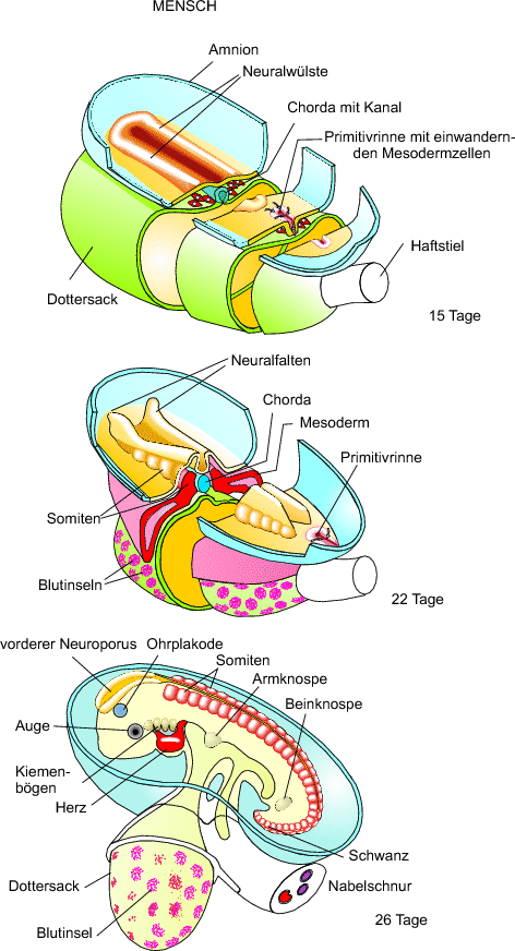 978-3-642-28383-3_6_Fig7_HTML.png