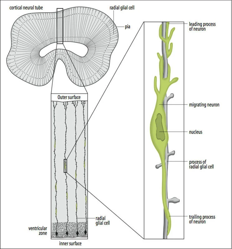 radialglianeuronVINE.jpg