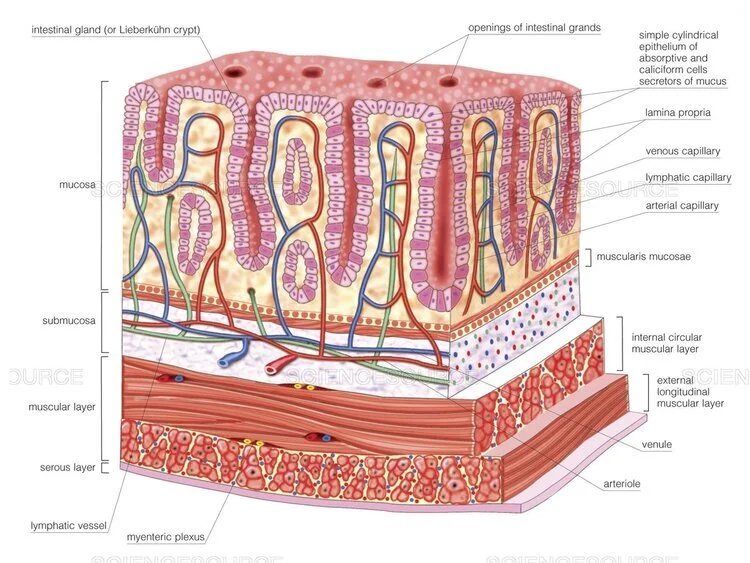 intestinal+wall.jpg