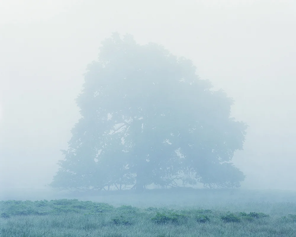 Elm in Fog, California, 2016