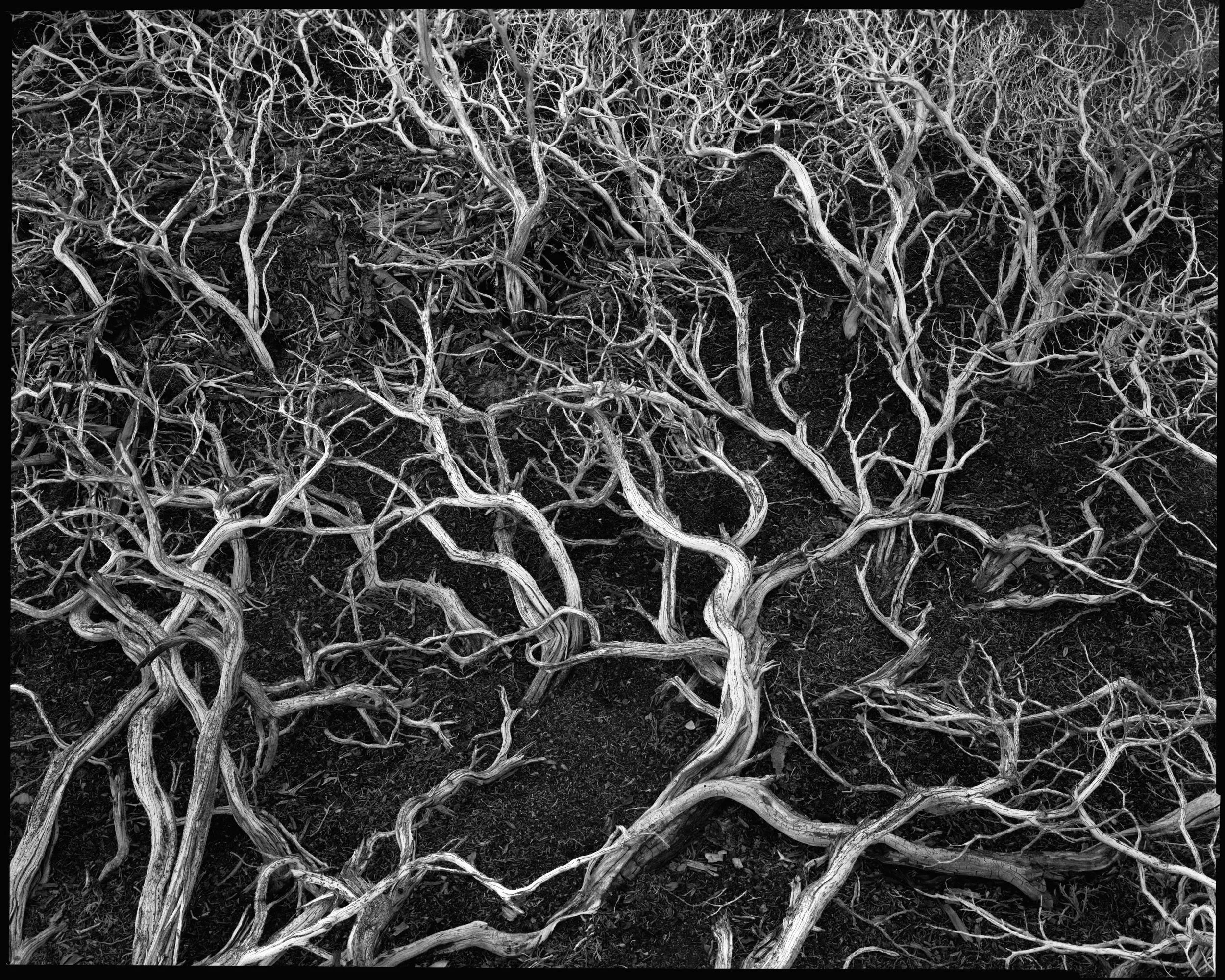 Manzanita Bush copy.jpg