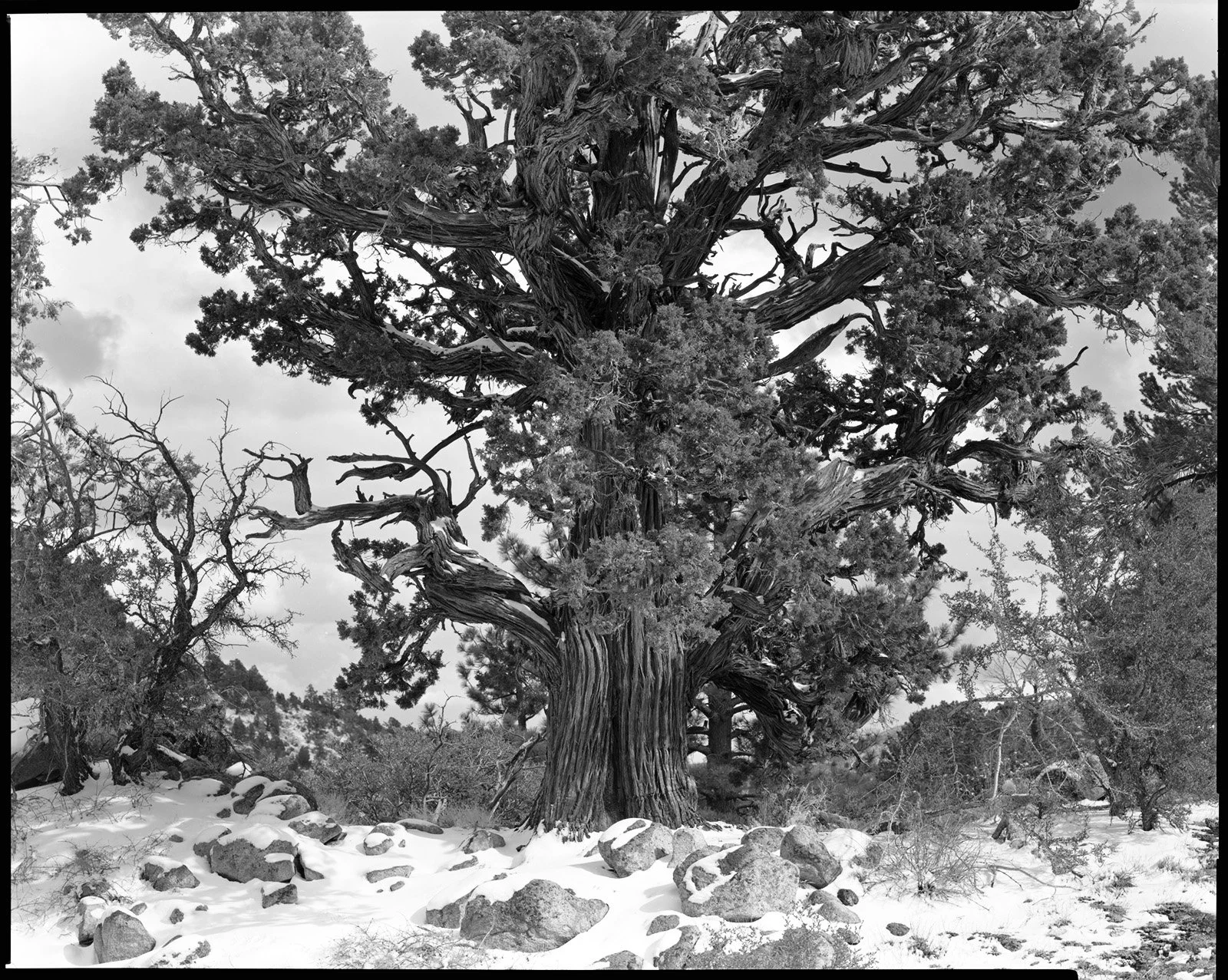 Onyx Juniper copy.jpg