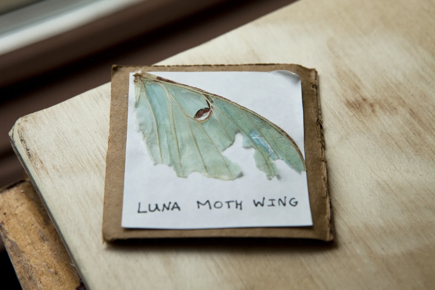 luna moth wing.jpg