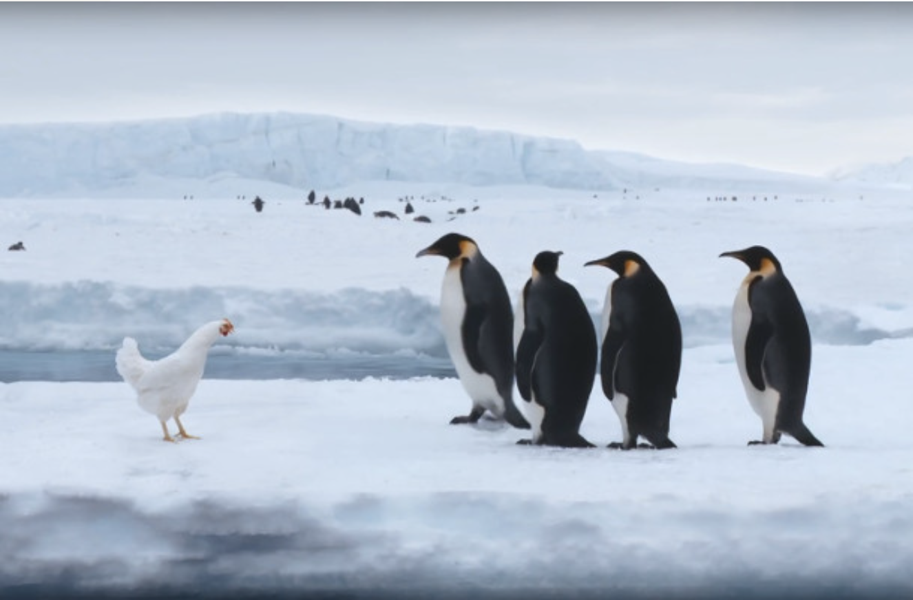 TV campaign designed to explain the brand’s common-sense approach to raising chickens. Here, it’s colder than the chicken bargained for. Chickens are best fresh, not frozen.