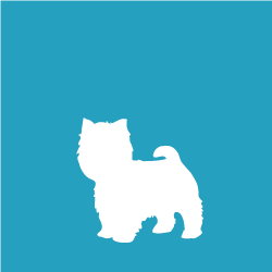 Yorkie, Shih Tzu $25+