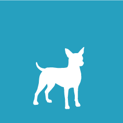 Chihuahua, Smooth Dachshund $20+