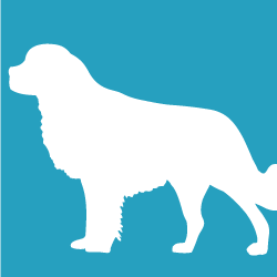 St. Bernard, Great Pyrenees $55+