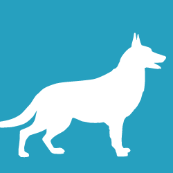 Chow, Collie, German Shepherd $50+