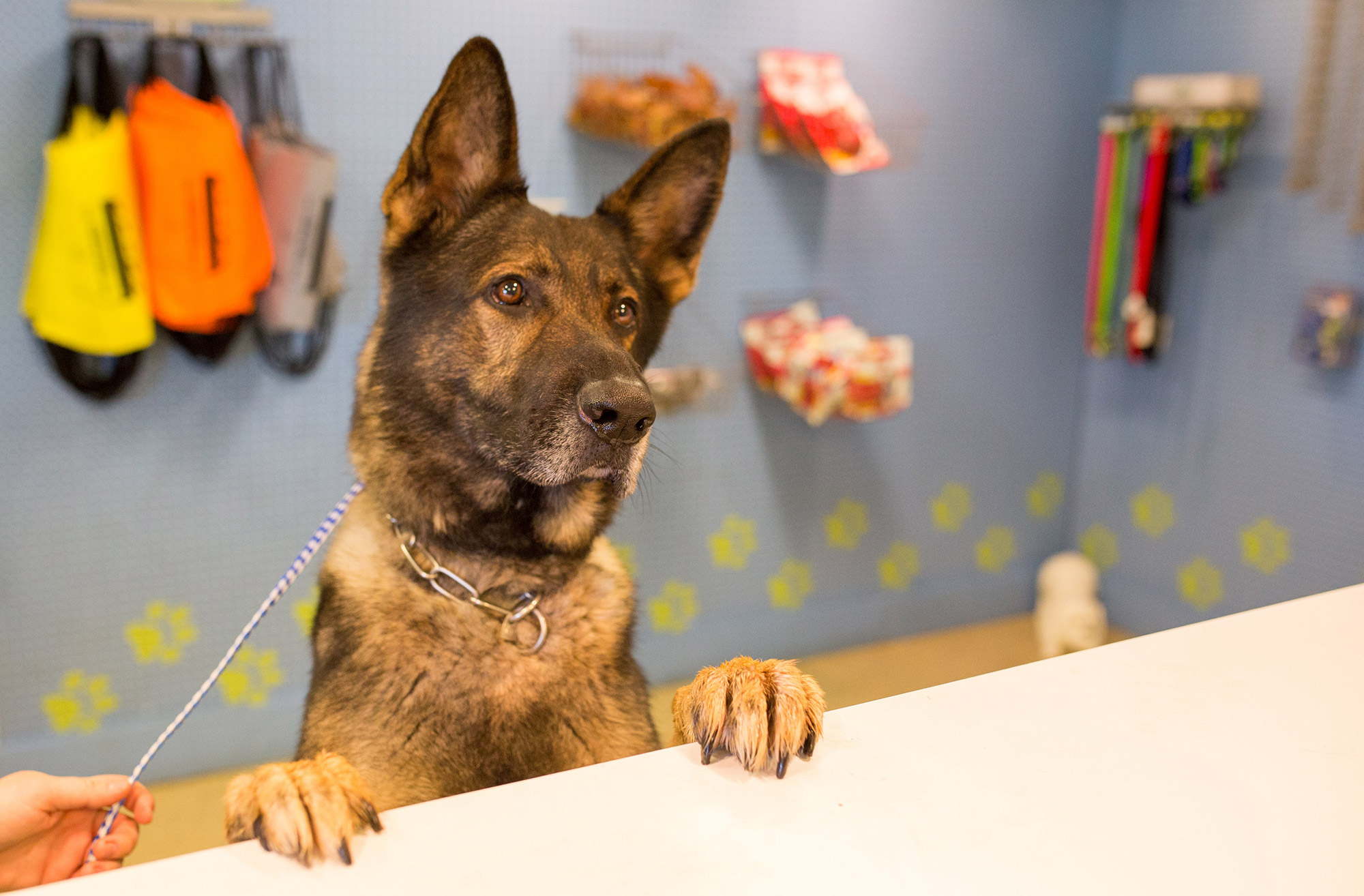 Calendar — Five Points Kennels