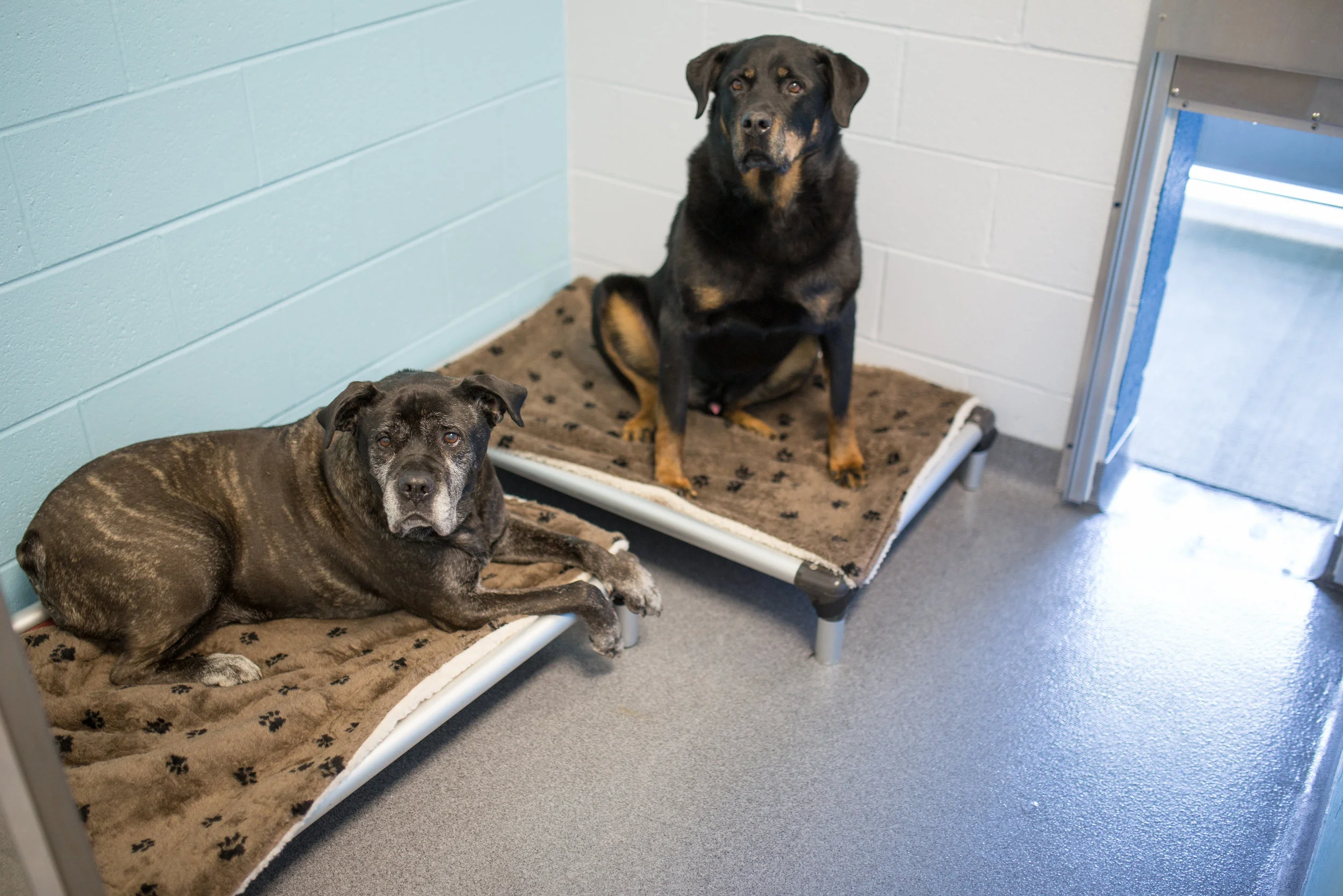 5pointsKENNEL-KENNEL-0120.jpg