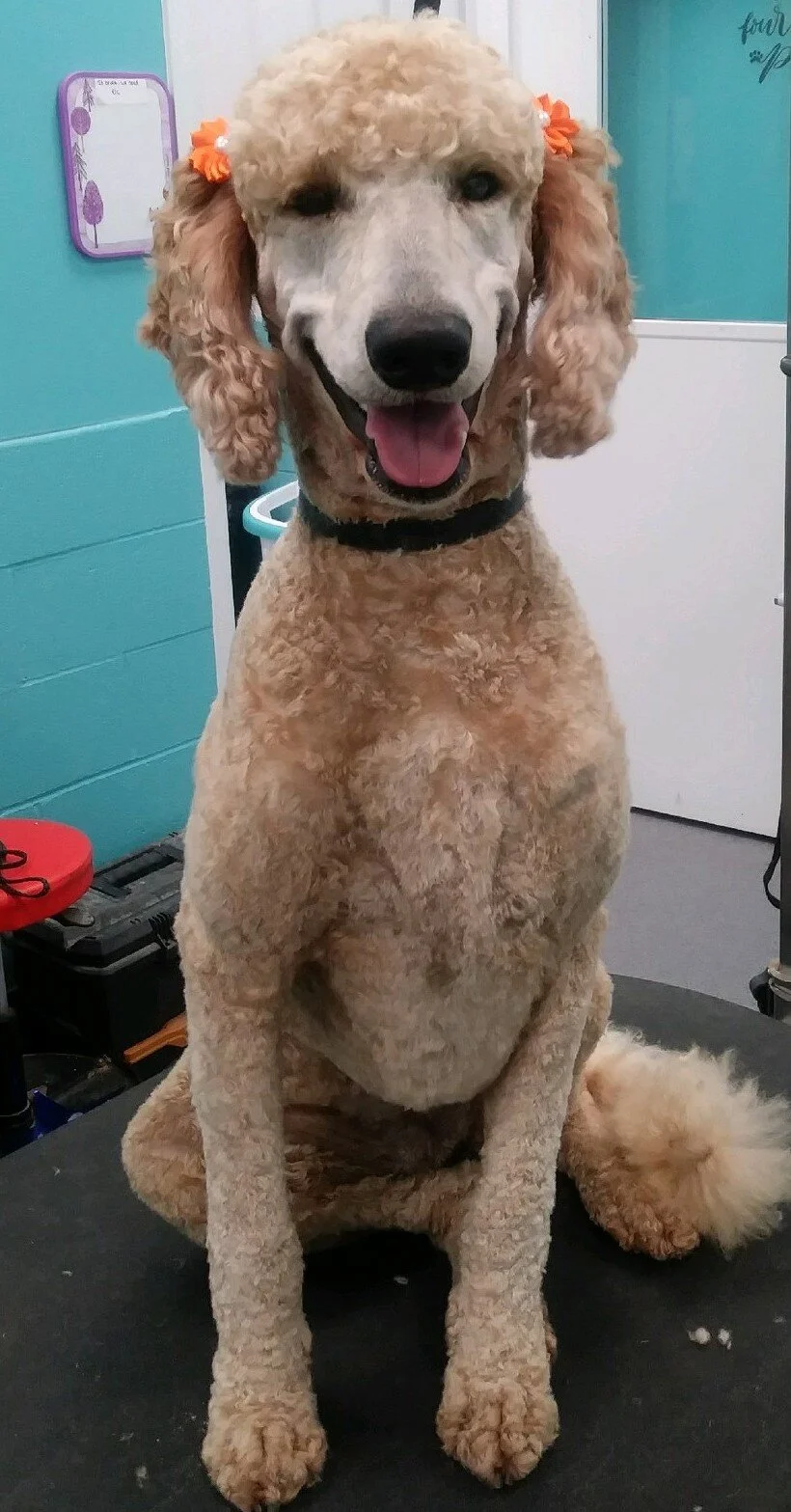 Photo Gallery — Five Points Kennels