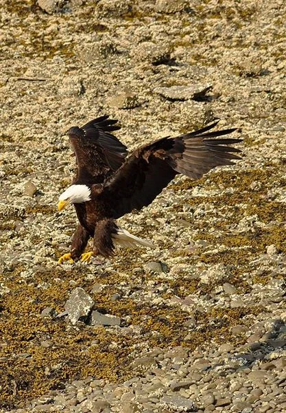 Bald Eagle.jpg