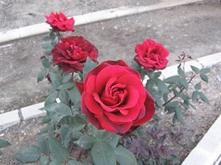 Photo taken in the rose garden in Granada, Spain.