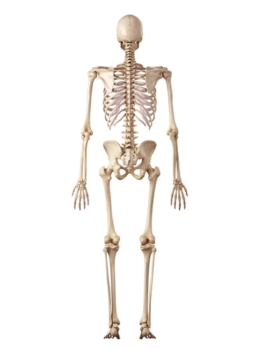 skeleton posterior view.jpg