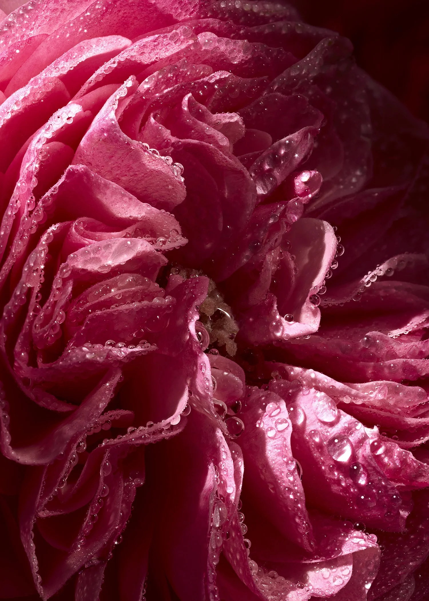 AurelieGraillotStudio_SH12_Macro_Centifolia Rose_073_MAIN WET.jpg