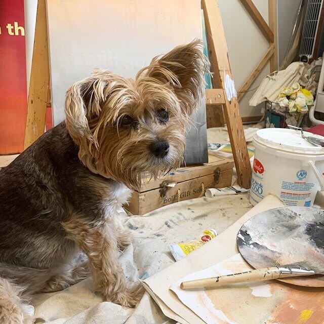 My critique sessions with Bella go like this -  I talk out loud about what I need to do to make my paintings look better and she listens intently and eventually agrees with me 😜 happy Friday!! 💗
.
.
.
.
.
.
.
.
.
.
.
. 
#yorkiesofinstagram #artistc