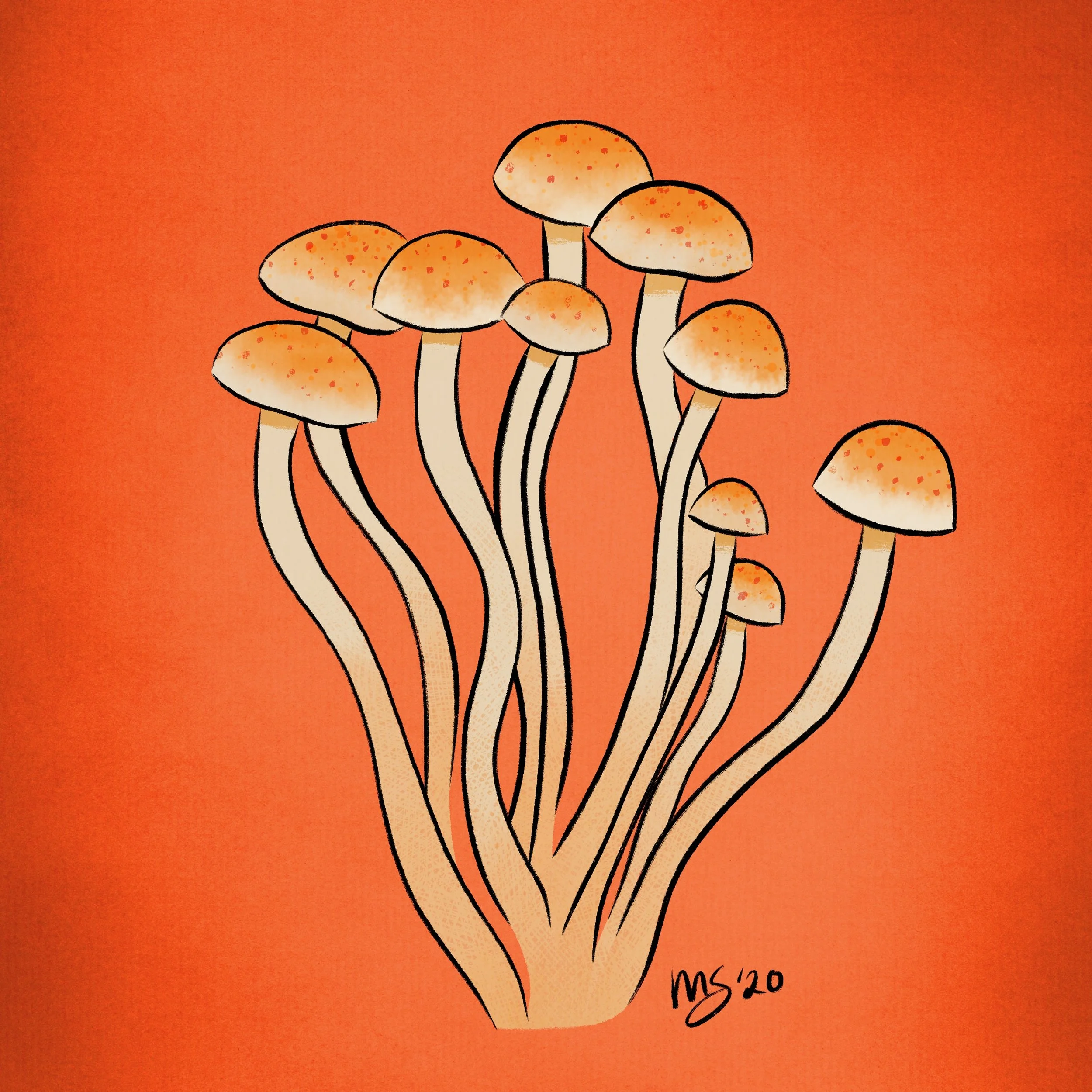 Oct_8_Fungi_ 1.jpg