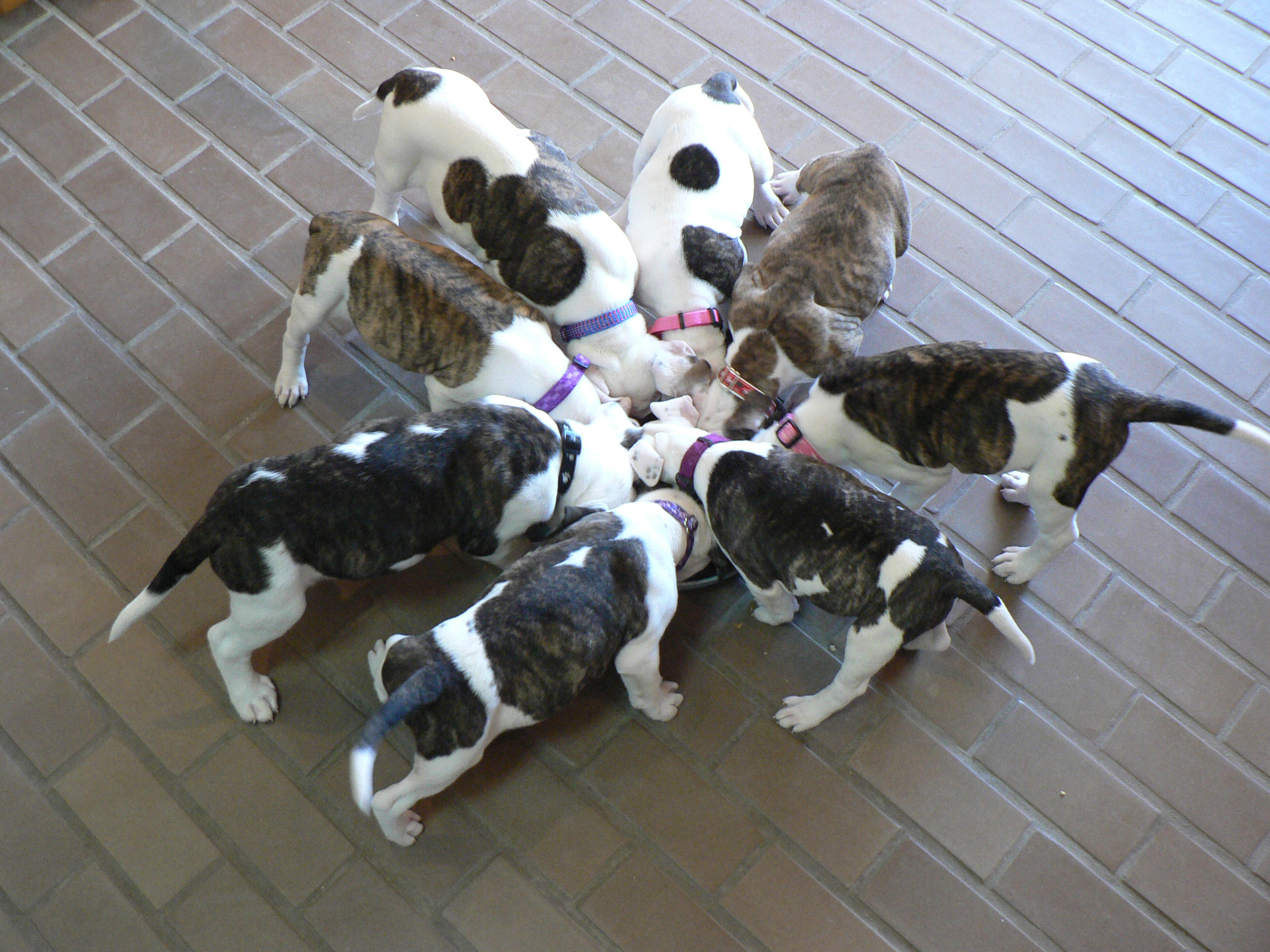 Best-Huddle-HWAC-dogs-eating.jpg