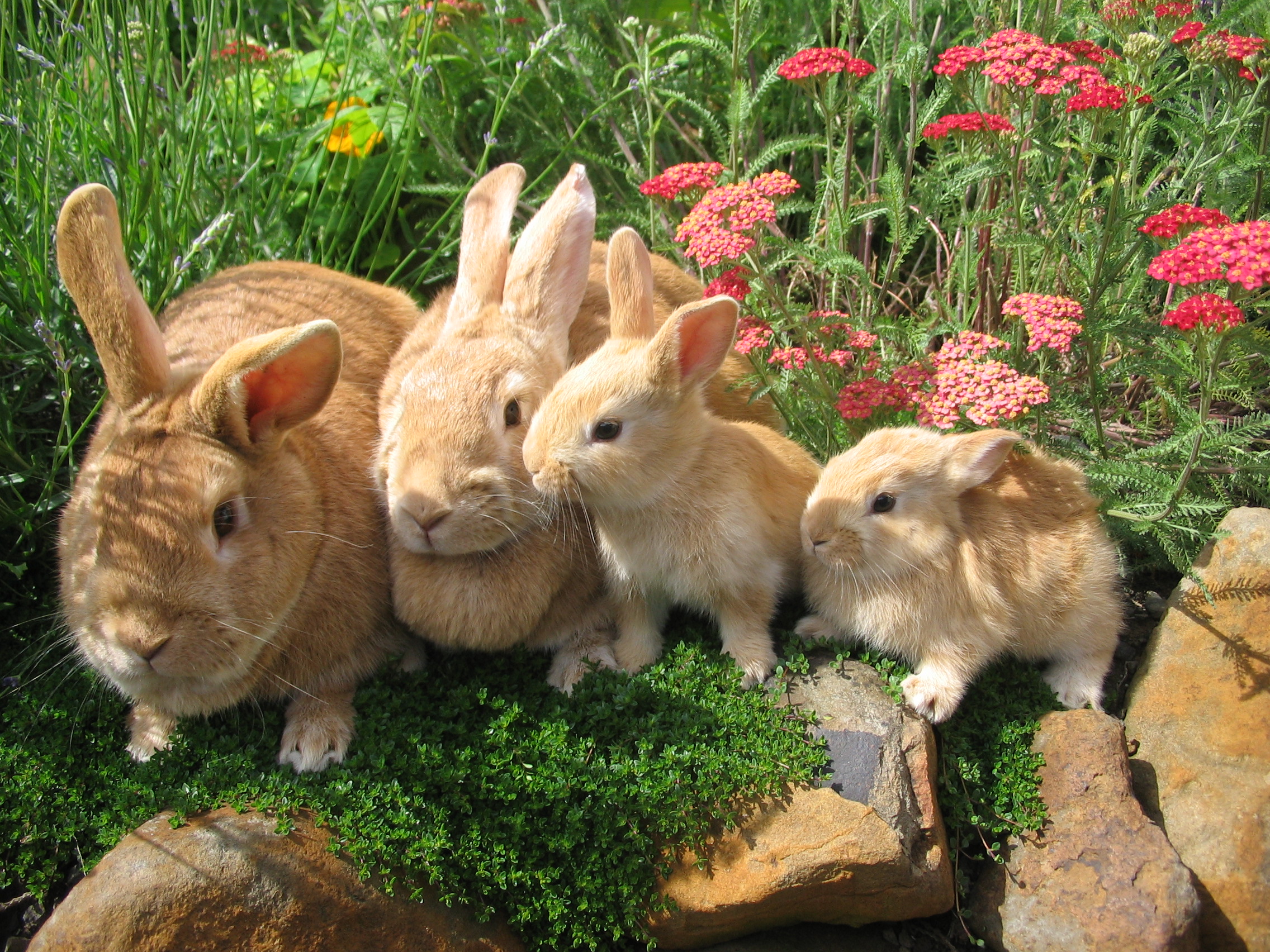 Caring-for-Pet-Rabbits.jpg