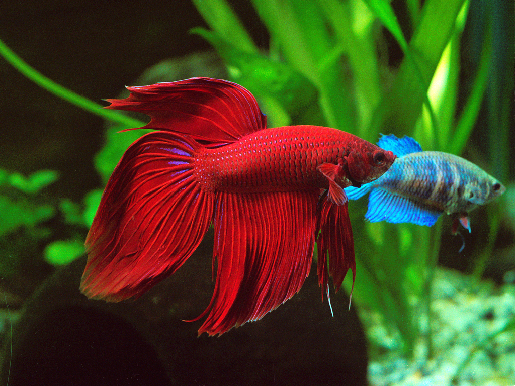 red-fish-free-pet-category-freshwater_1101954.jpg