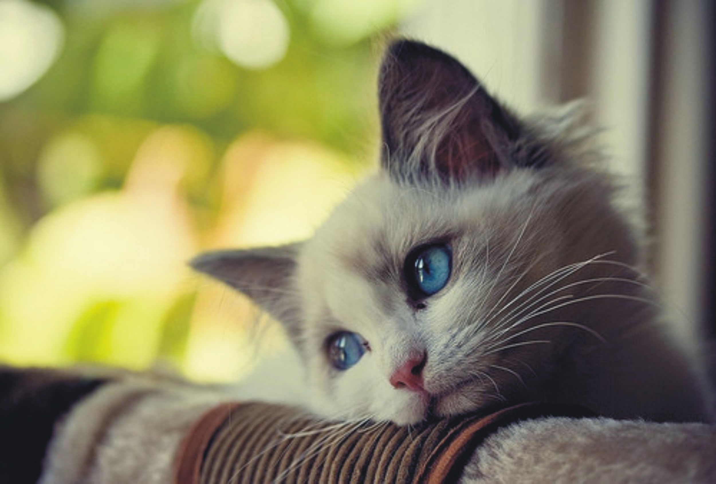 Small-Cat-With-Eyes-Blue.jpg