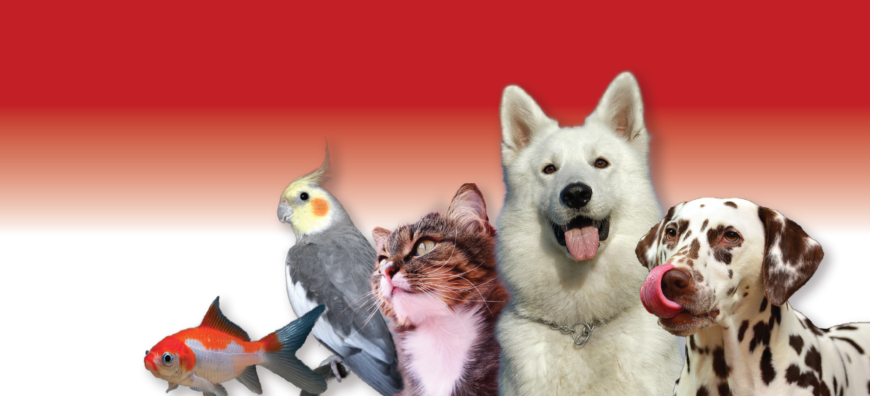 Facebook Banner2-01.png