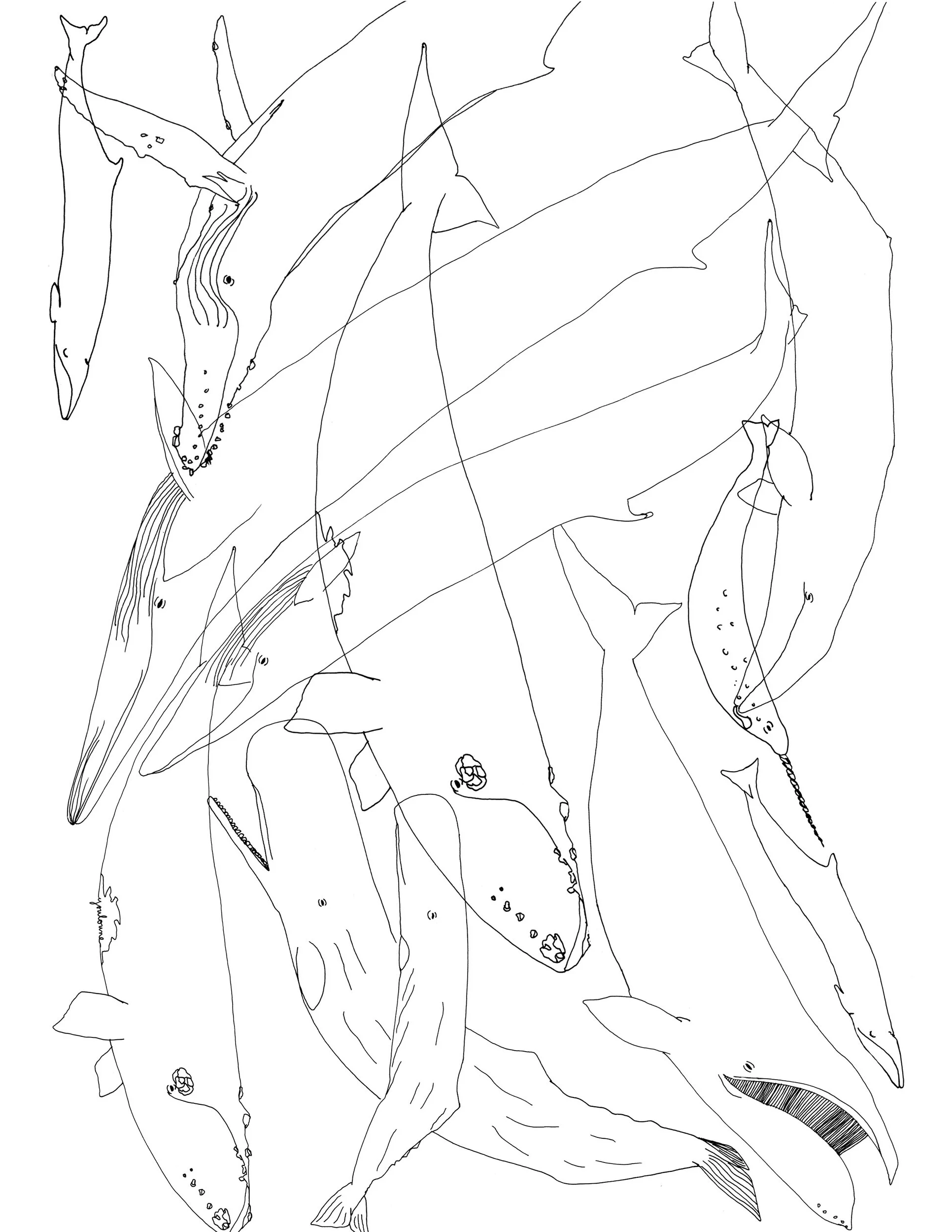 baleines copy.jpg