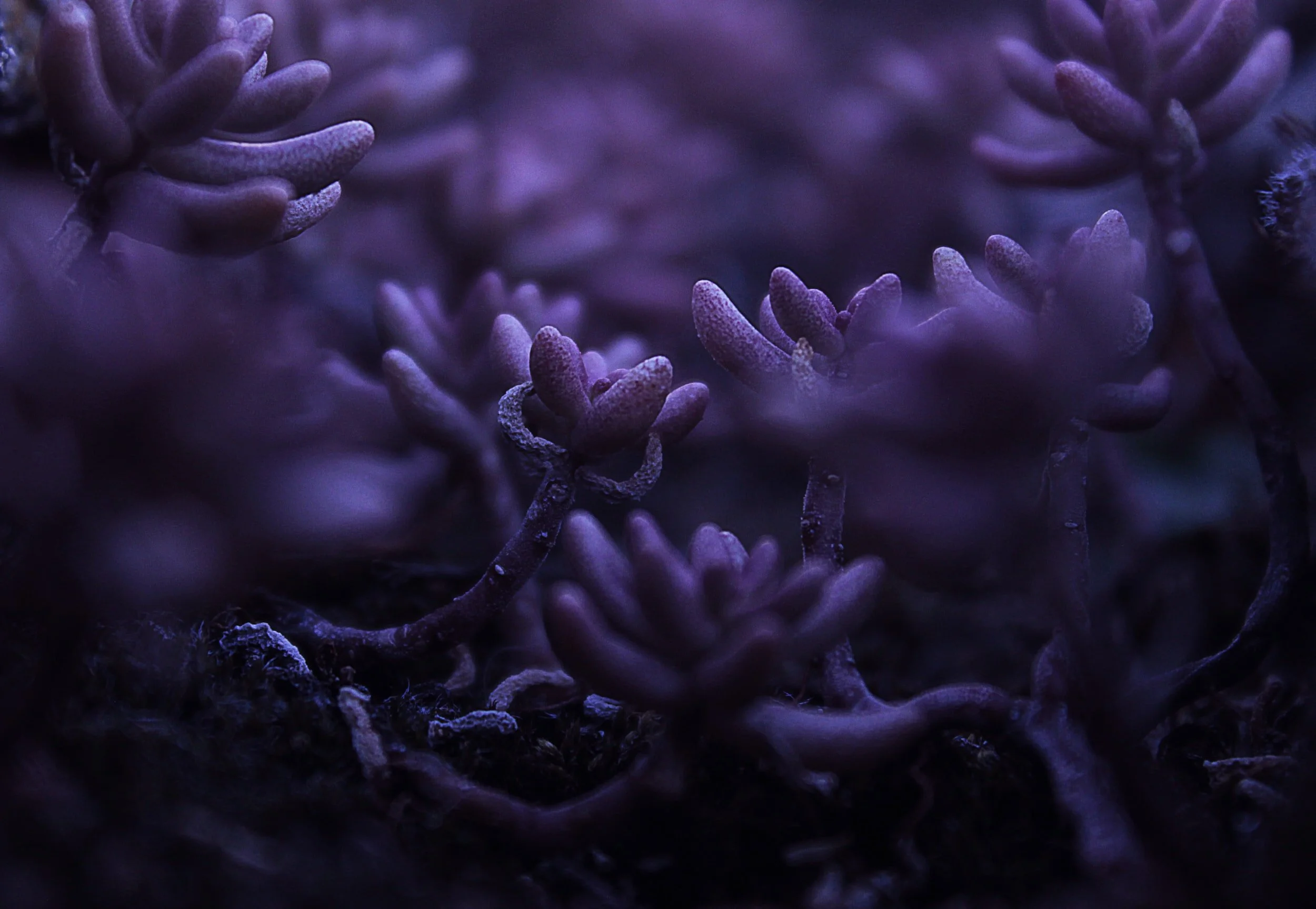 unsplash-image-8Kpzv5oQpQs.jpg