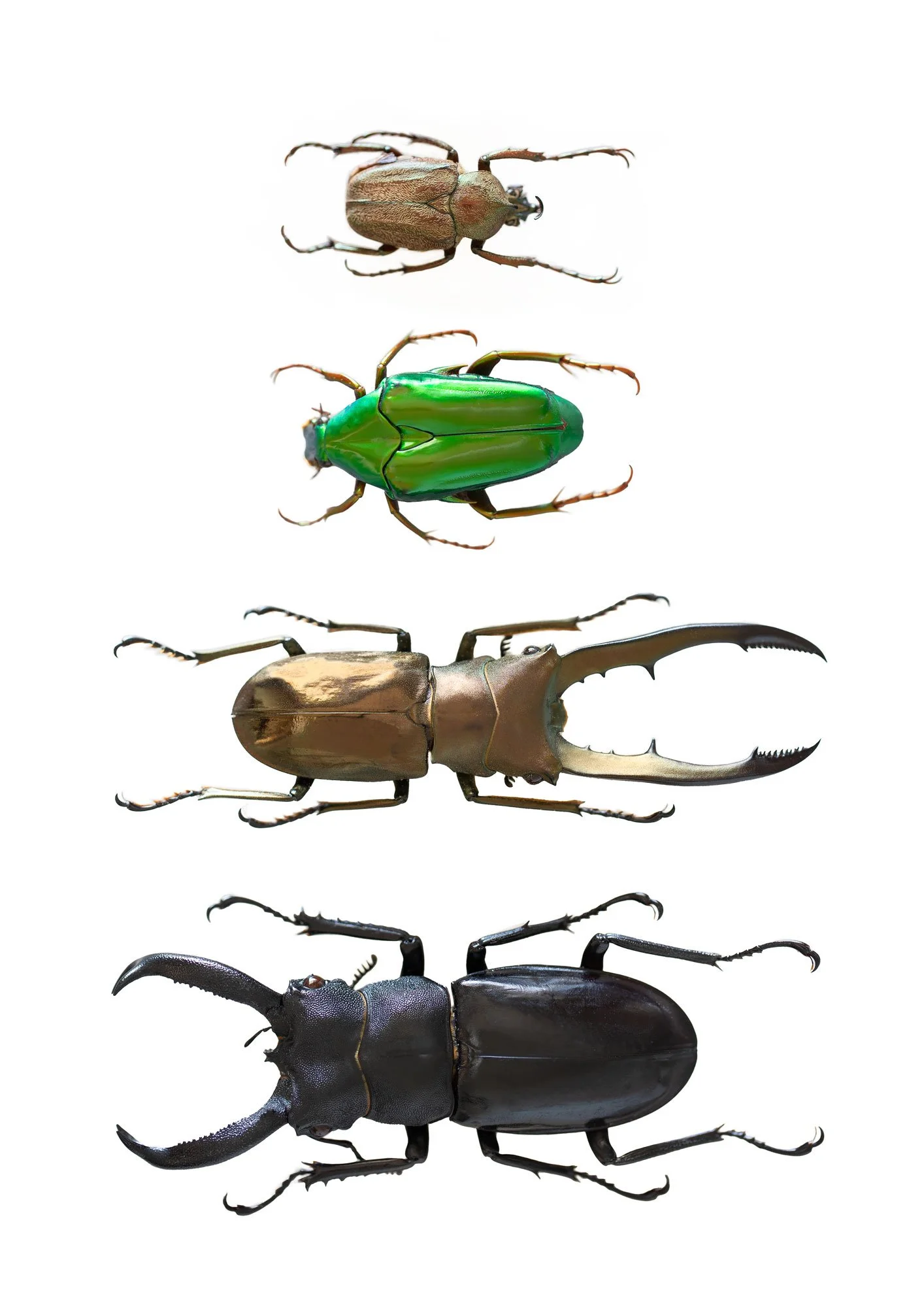 the-beetles-photo-print-aimee-sluga.jpg