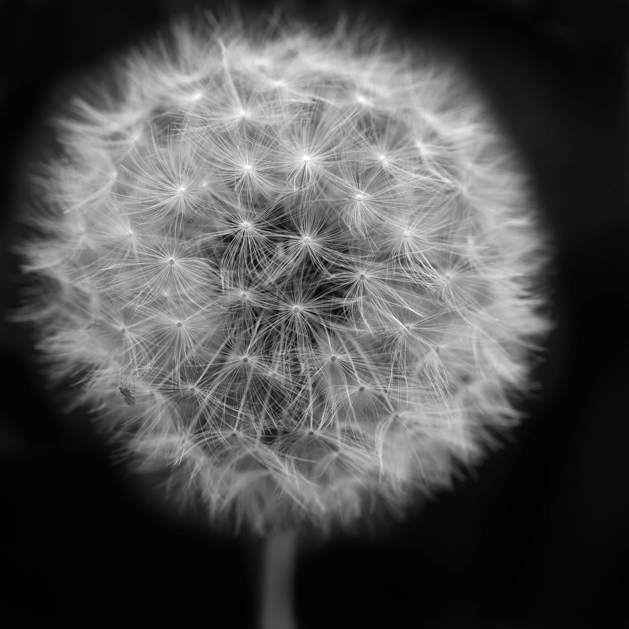 dandelion-puff-photo-print-nancy-sluga.jpg