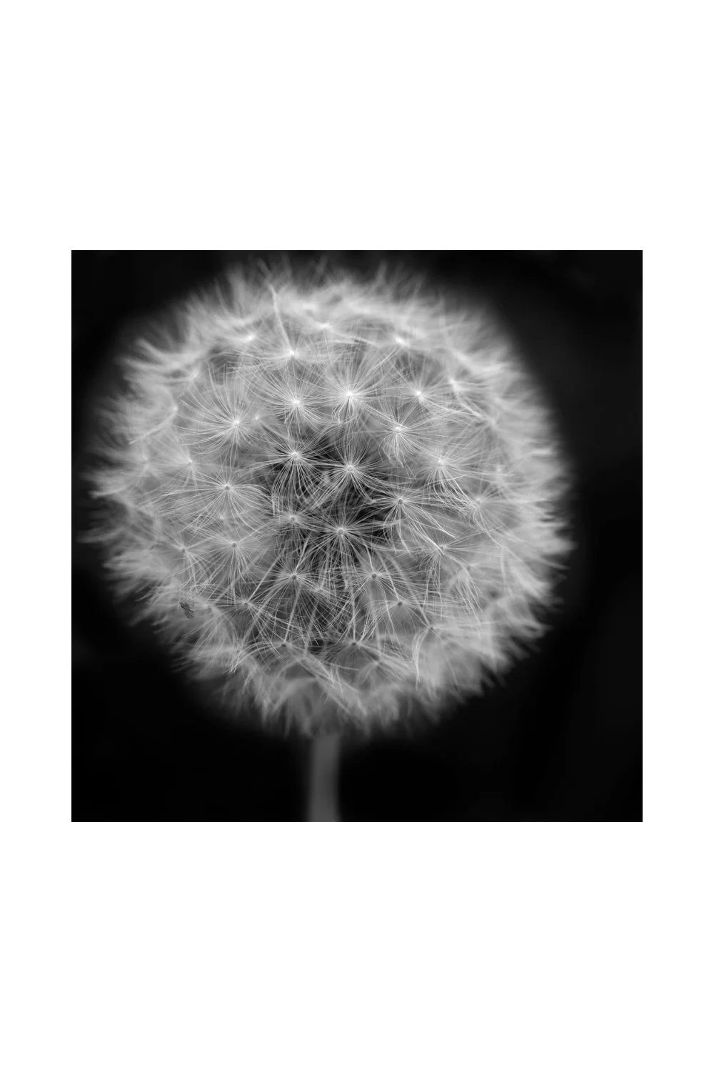 dandelion-puff-photo-print-nancy-sluga-gallery.jpg