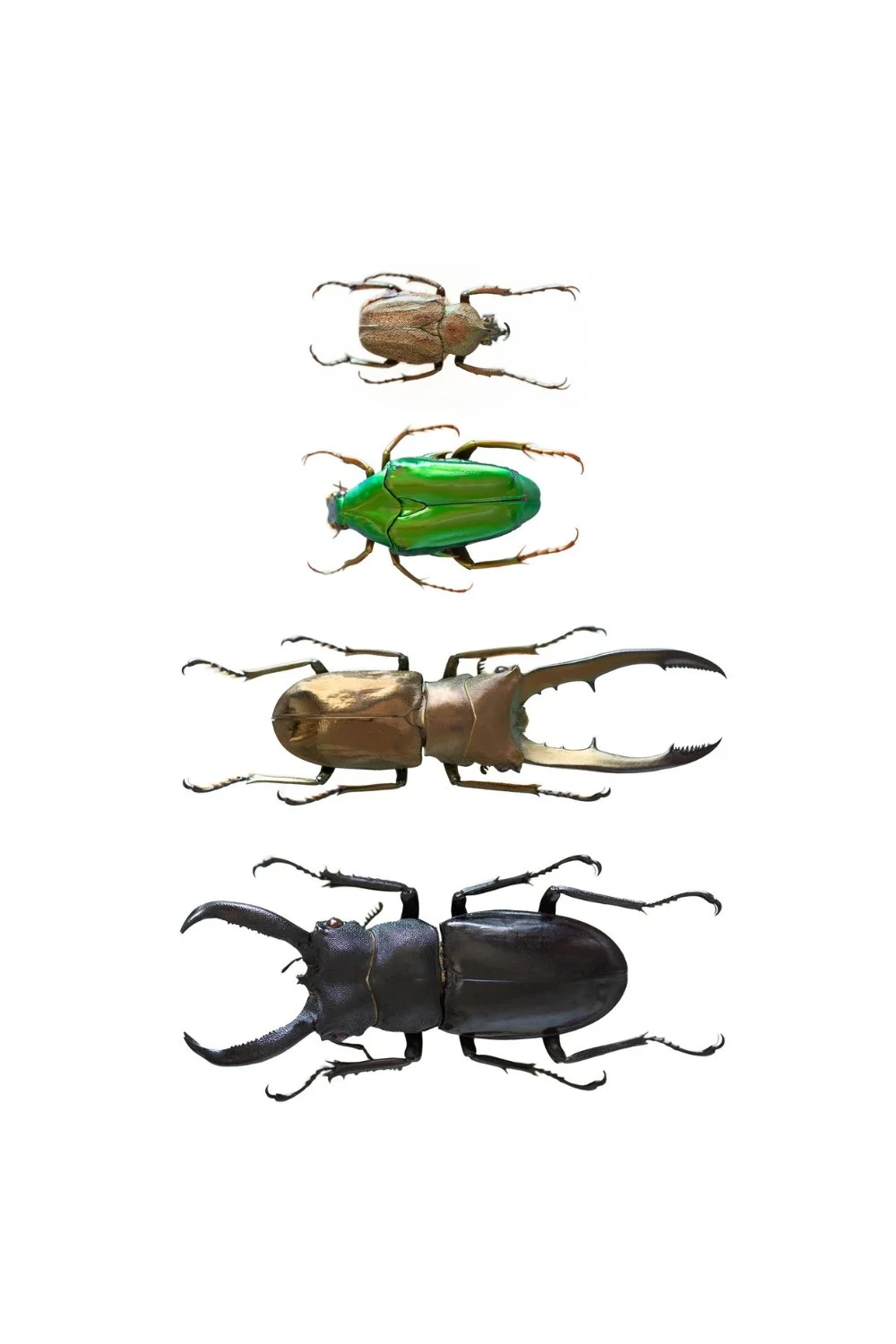 the-beetles-photo-print-aimee-sluga-gallery.jpg
