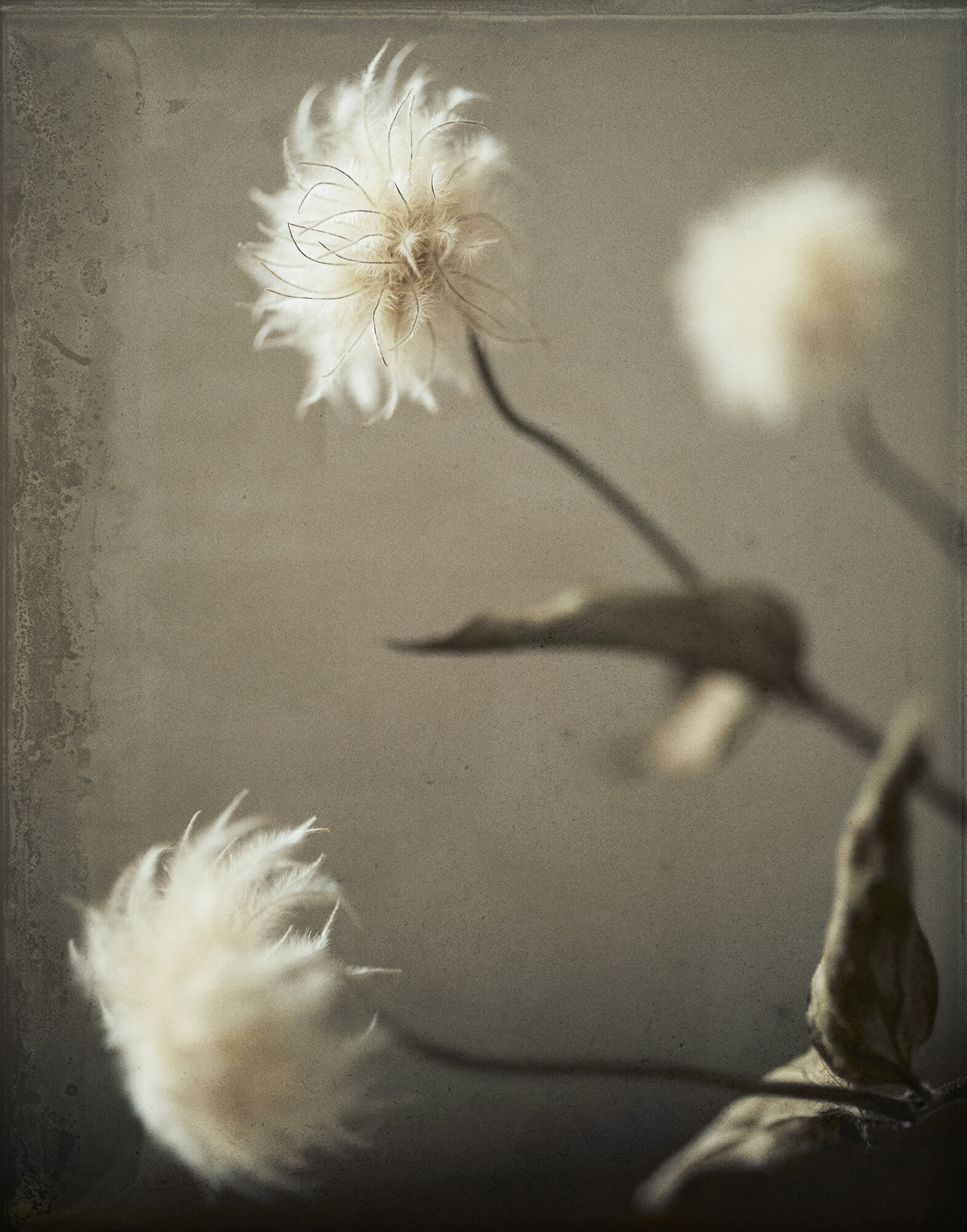 Clematis Seedhead